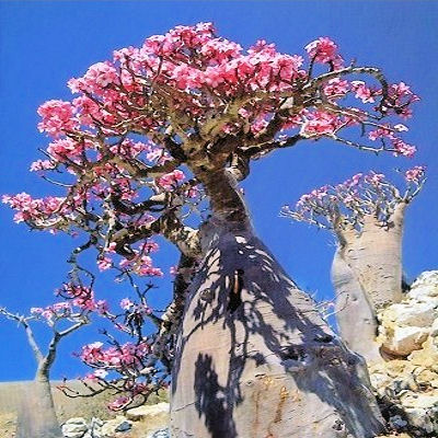 Desert rose
